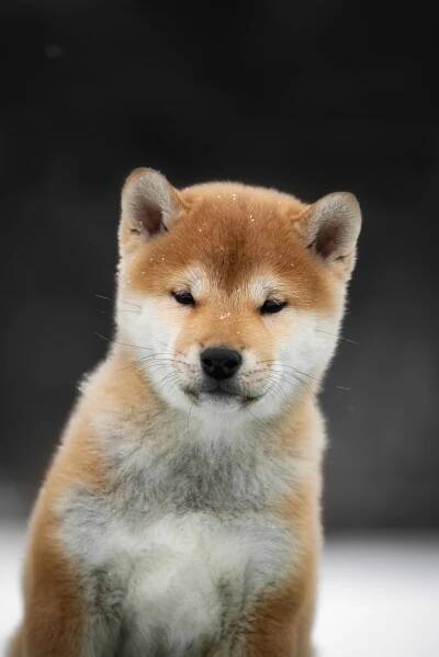 ПОМЕТ M-2022. SHIOMARU Shiba and Akita Inu Kennel
