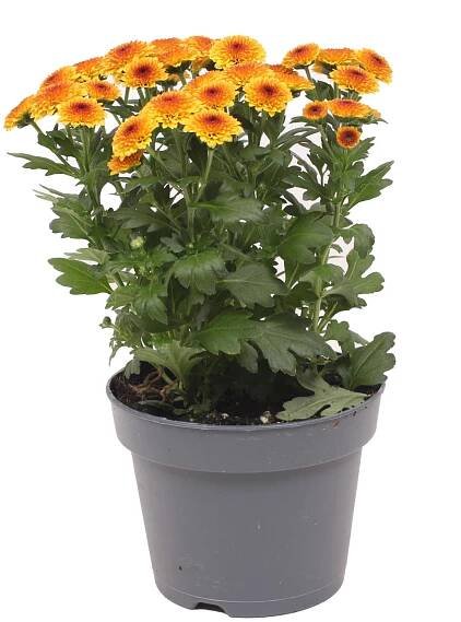 Listopadka (Chrysanthemum indicum) "Jellyfish", různé barvy, 25 cm, pr.kv. 12 cm