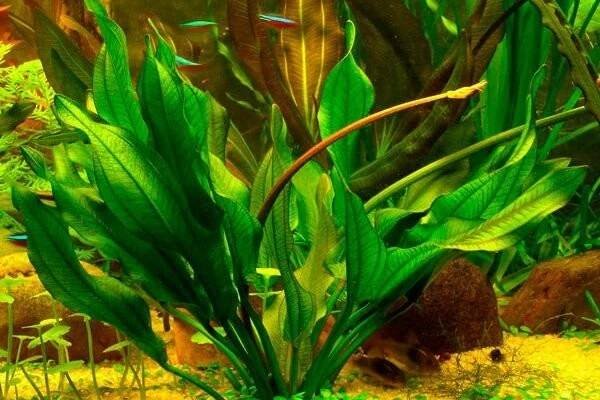 Echinodorus aschersonianus - Šípatkovec Aschersonův