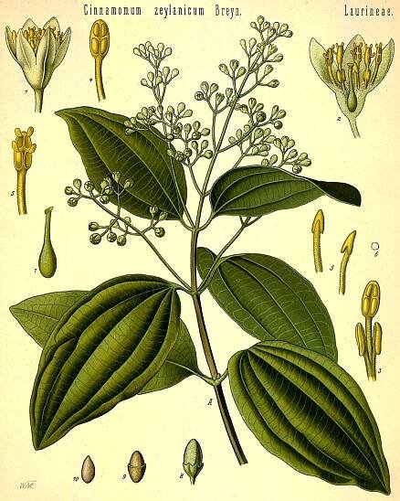 Angiosperm families - links to images 