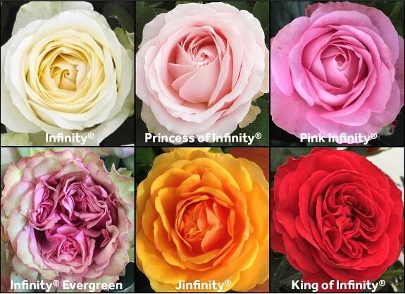 A new King is born – Rosa ApS