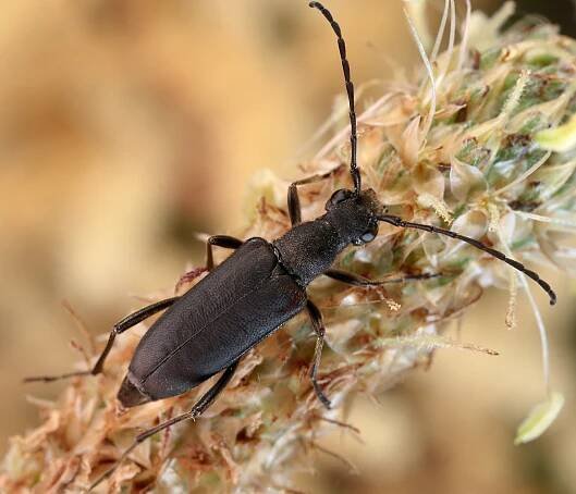 Anastrangalia dubia dubia