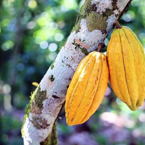 Why Buying ‘Bird Friendly Cocoa’ Is a Sweet Deal