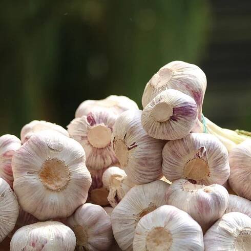Sadbový česnek Anton – Allium sativum – nepaličák – prodej česneku