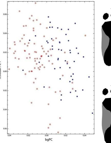 Fig. 4. Scatterplot of the between-group principal compo- nent (bgPC) versus the first residual principal component (residual PC). The filled blue points are males, the open red points are females. The bgPC are the scores along the vector through male and female group means in shape space. The shape pattern associated with this component—average sexual dimorphism—is visualized in Figure 3. The scores along this component represent individual variation along these dimorphic features. Residual PC 1 is the first ordinary principal compo- nent orthogonal to bgPC and hence has identical mean values in both sexes. The corresponding shape pattern is shown in Fig- ure 5. [Color figure can be viewed in the online issue, which is available at wileyonlinelibrary.com. | 