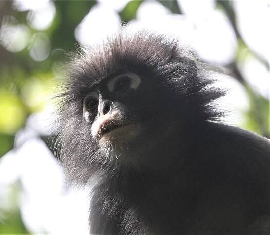 CERCOPITHECIDAE - Trachypithecus obscurus flavicauda - BLOND-TAILED (DUSKY) LANGUR - KAENG KRACHAN NATIONAL PARK THAILAND (106).jpg