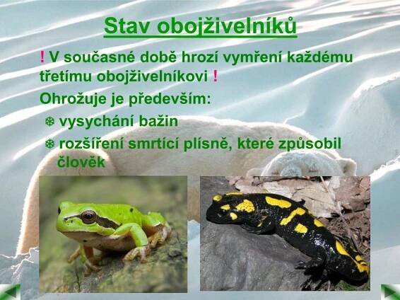 PPT - Ohrožené druhy živočichů II. ( savci ) PowerPoint Presentation - ID:4980091