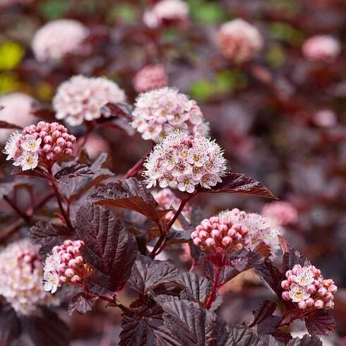 Physocarpus 'Red Baron' - tavoľa