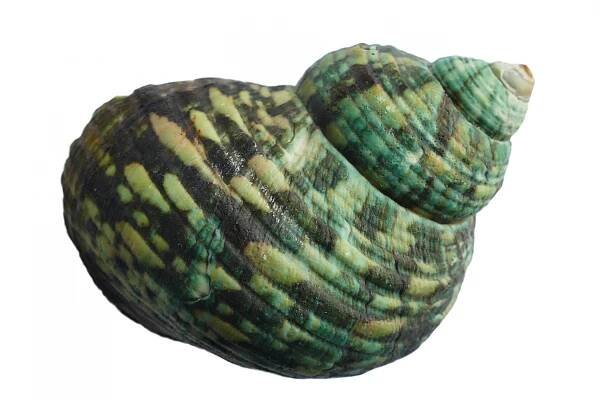 Green Sea Shell Free Stock Photo - Public Domain Pictures