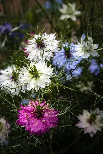Černucha setá (Nigella sativa)