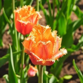 Tulipán Lambada – Tulipa – cibule – pěstování – podzimní výsadba
