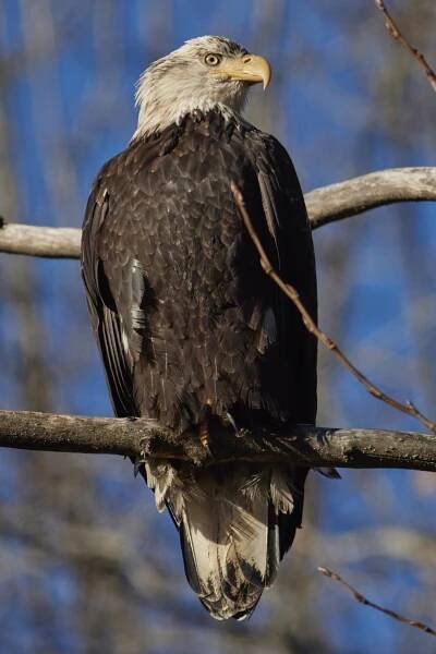 How To Tell The Age of a Bald Eagle