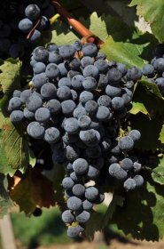 Sevar - interspecifická moštová odrůda révy vinné - Wine.cz