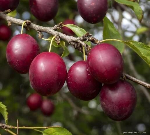 Slivoň myrobalán (Prunus cerasifera)