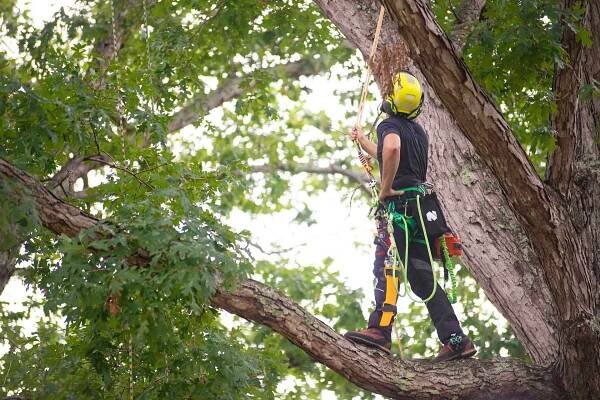 Bienvenidos a La Casa del Arborista · Arborista.com