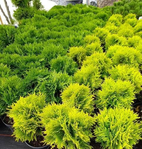 Zerav západní DANICA GOLD Thuja DANICA GOLD krásná ZLATÁ KOULE Jehličnan  Latinský název thuja occidentalis 'danica'