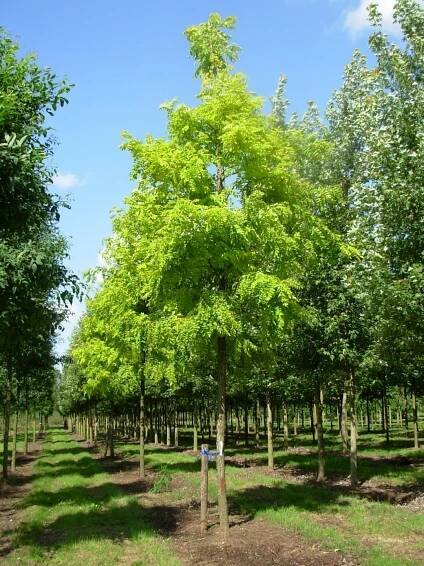 Robinia pseudoacacia 'Frisia'