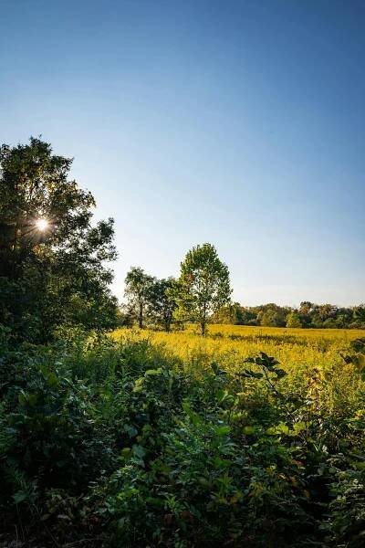 Free A peaceful countryside scene with lush greenery and trees under a bright morning sky. Stock Photo