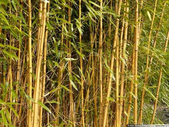 Phyllostachys aureosulcata Aureocaulis listoklasec zlatopruhý