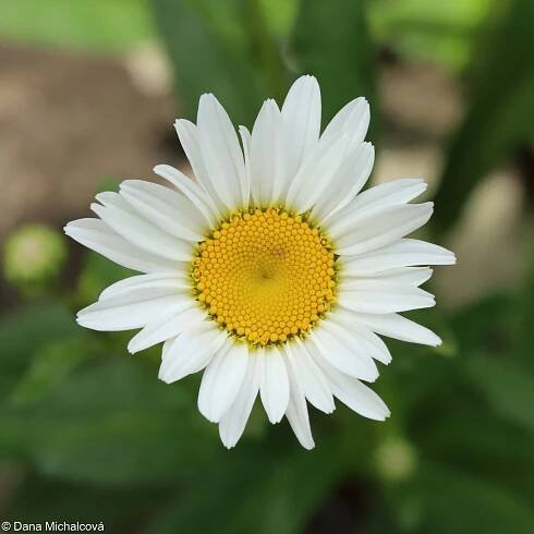 Leucanthemum ×superbum – kopretina portugalská × k. velkokvětá • Pladias: Databáze české flóry a vegetace