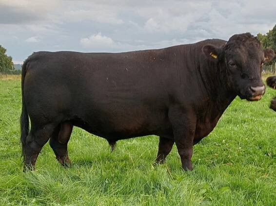 PorcPrunus Horus VG89 | Dexter mini-koeien van stal PorcPrunus