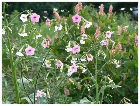 Tabák Mutabilis "Marshmallow"