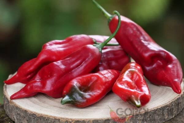 Aji Boliviano | Chilli semena | Chilli semena | Chilli semínka | Chilli omáčky | GOROL CHILLI