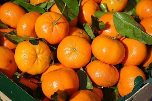 Nevyhazujte peníze za kyselé mandarinky plné pecek