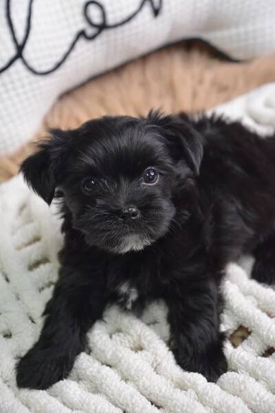 Eliot -Male Morkie