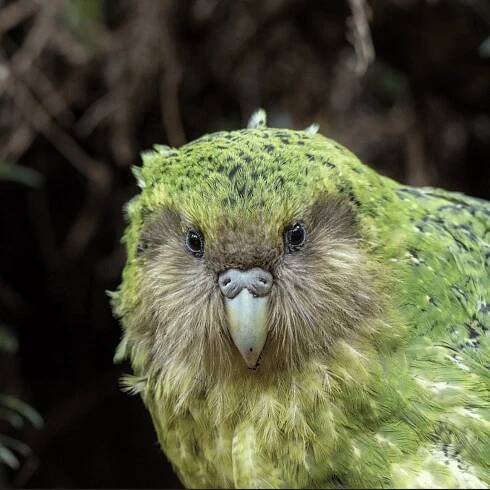 Kākāpō / Strigops habroptila - MyNativeForest