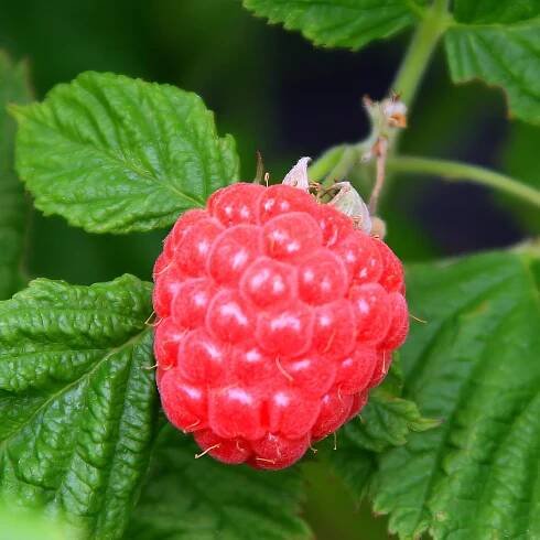 Raspberry Shortcake® Raspberry
