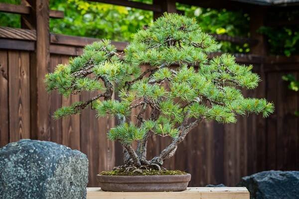 Japonská zahrada Galerie - Siruwia | ogród japoński karkonosze