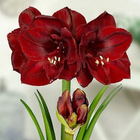 Hvězdník Benfica - Hippeastrum - cibule hvězdníku - 1 ks