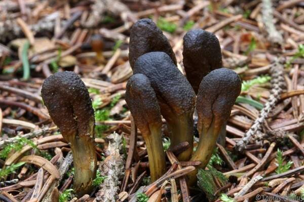 Sordariomycetes - tvrdohouby - myko.cz