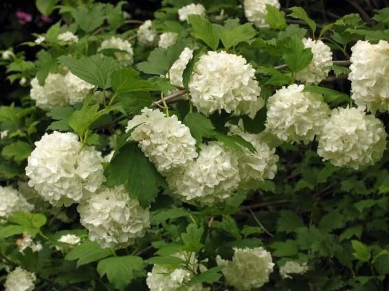 Kalina obecná 'Roseum' - Viburnum opulus 'Roseum'