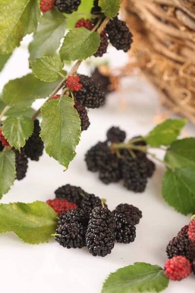 MOJO BERRY | To nejlepší pro vaši zahradu 