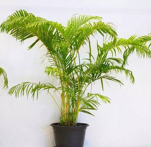 Phoenix canariensis v kvetináči: výsadba a údržba
