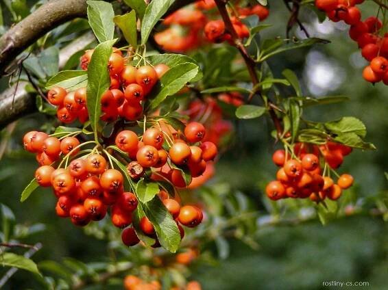 Hlohyně šarlatová Orange Glow (Pyracantha coccinea), plody, plodenství