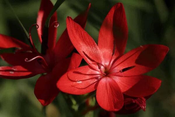 Hesperantha Red kaffir Lily