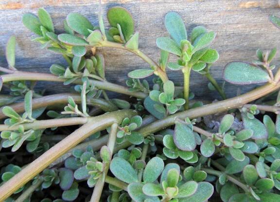 July 2017 – awkward botany