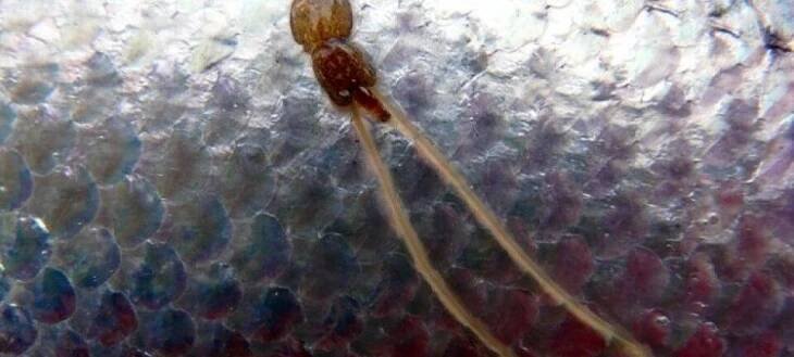 Medications used in aquaculture should get better scrutiny