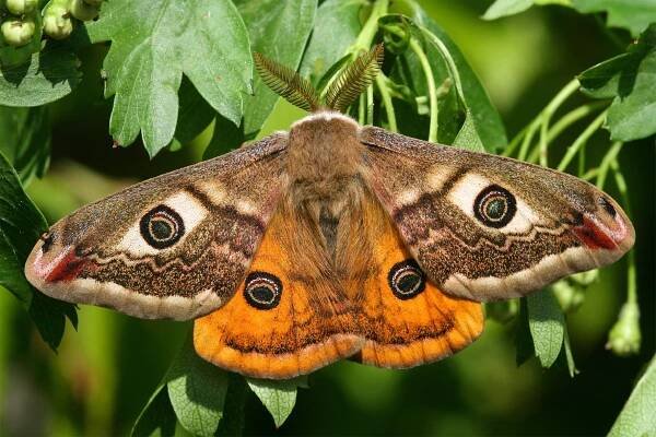 Schmetterling des Jahres 2012: Kleines Nachtpfauenauge 