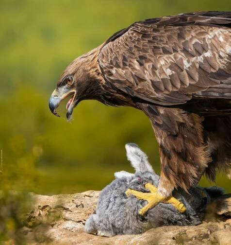 bezplatná Orel skalní sedí na skalnaté římse s králičí kořistí a demonstruje interakci mezi predátorem a kořistí. Základová fotografie