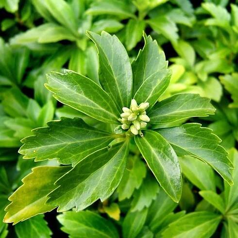 Detalle hojas Pachysandra terminalis