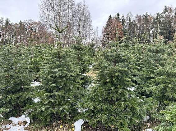 Plantáže čelí velkému náporu zákazníků. Někteří si vybraný stromek i zamykají