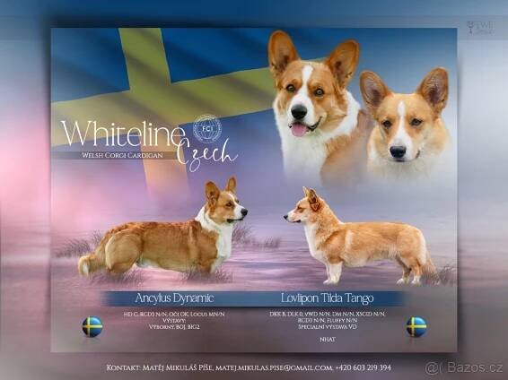Welsh corgi cardigan s PP