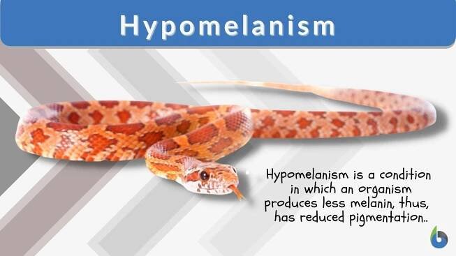 Hypomelanism - Definition and Examples - Biology Online Dictionary