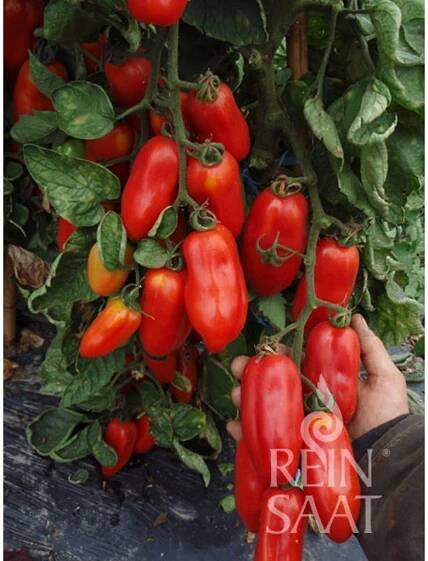 Bio rajče San Marzano