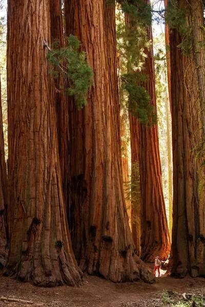 Turista v národním parku Sequoia v Kalifornii, Usa — Stock obrázek