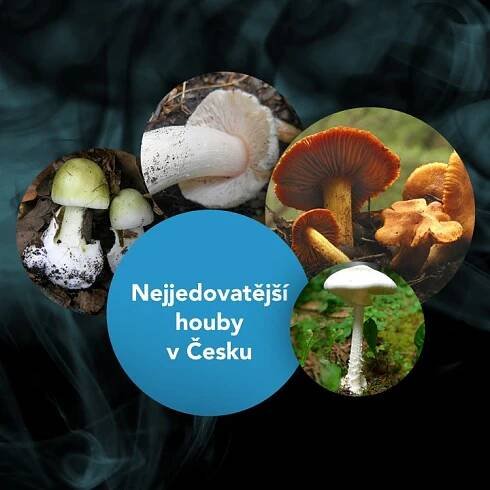 Grafika: Osudové omyly. Poznejte nejjedovatější houby Česka